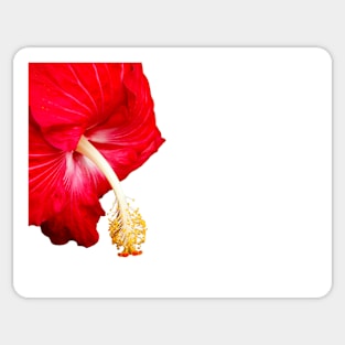 Red hibiscus flower on white. Sticker